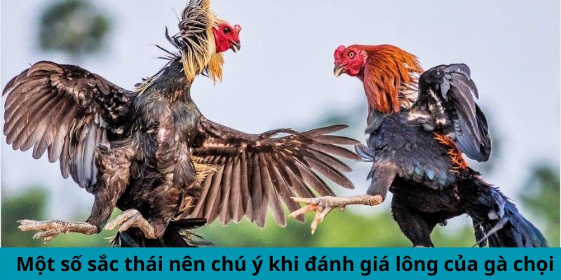 Xem Lông Gà Chọi Đá Hay - Phân Tích Chiến Kê Đẳng Cấp 2 Trang Chủ Jun88.com #1 Việt Nam Một số sắc thái nên chú ý khi đánh giá lông của gà chọi